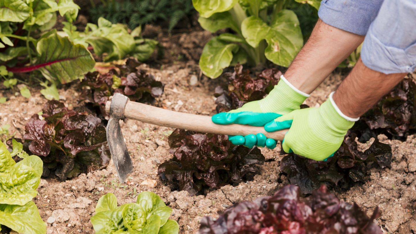 Enhancing property value through professional landscaping and gardening